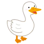 ワイのアヒル見て