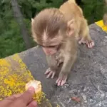 【動画】外人「猿に餌あげよw」赤ちゃん猿「うわあああ(崖から落ちる)・・・・」