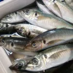 「アジ」「サバ」←今後どちらかが一生食べられなくなるとしたら