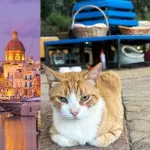 【悲報】慶應卒エリートさん、南欧マルタで猫を殺して国際問題になる