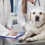 【悲報】ワイ「調子悪いんか？」イッヌ(10)「せや」動物病院「……」