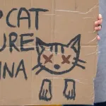 中国の猫虐殺グループの存在をBBCが報道。リーダーは東京在住
