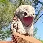 【画像】こんな生物がマジで地球上にいるのかよ
