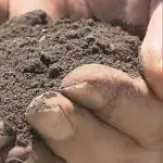 甲子園の土って持ち帰ってどうするん