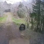 【動画】クマサンの攻撃レベチすぎて大人の男性も悲鳴をあげて全力逃亡