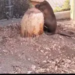【動画】自分で齧った木につぶさるビーバー