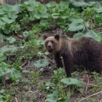 熊に勝てる可能性のある陸上生物