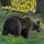 【バカ定期】日本人さん「クマ殺し」「無能集団が」自治体に抗議電話200件