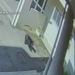 クマが中学校に進入　副校長がクマの前に立ちはだかりにらみ合い、生徒守る　岩手県