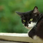 【動画】猫、家の中を破壊しまくるｗｗｗｗｗｗｗｗｗｗｗｗｗｗｗ