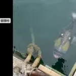 【映像】人も襲う“凶暴な魚”がSNSで話題…ゴマモンガラに注意