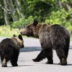 現役ヒグマハンターが実態明かす「日当8000円。命懸け。交通費ガソリン代自腹。誰もやらないよね（笑）