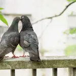 【動画】中国人の子供たち、鳥をぶん殴るのが日常的になる・・・・・・・・・・・・