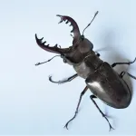 【悲報】一番好きなクワガタでそいつの学歴がわかることが判明ｗｗｗｗｗｗｗｗ