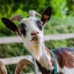 【動画】ヤギさん、パルクール失敗・・・・・・・・・・・・・
