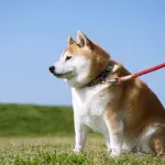 【悲報】犬の散歩、ガチでめんどい