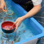 【疑問】「金魚すくい」←これが問題にならない理由ｗｗｗｗｗｗｗｗｗｗｗｗｗｗｗｗｗｗ