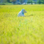 【悲報】日本人、気づく…「米農家だけでなく、野菜農家も漁師も酪農家も畜産家も高齢化してない？」
