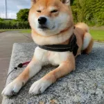 柴犬←かわいいです、賢いです、忠誠心あります←こいつ