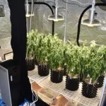 【朗報】「大麻のような臭いがする」近隣住民の通報でお手柄逮捕