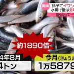千葉県銚子市でイワシが大漁。去年の1800倍も獲れるので獲れるだけ獲ってカスみたいな値段で売るゾ