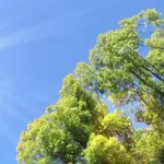 【疑問】結局日本がこんなに暑い理由って分かってないの？ｗｗｗｗｗｗｗｗｗｗｗｗｗｗｗｗ