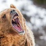 長野県飯山市「クマを駆除する猟友会員報酬を2倍に引き上げる！危険性や金銭的負担を考慮すると当然」