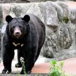 長野県飯山市「クマを駆除する猟友会員報酬を2倍ちかくに引き上げる！危険性や金銭的負担を考慮すると当然」