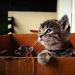 【悲報】猫を飼っている人間、◯◯発症のリスクが2倍になることが判明・・・・・