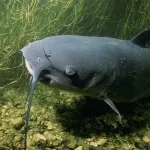 【悲報】日本人、ついに激安の訳わからん魚を「うまいうまい」と食べ始めるｗｗｗｗｗｗｗｗｗｗｗ