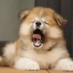 【悲報】犬を飼う奴ってバカだよなｗｗｗｗｗｗｗｗｗｗｗｗｗｗｗｗ