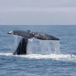 日本人「クジラを食わせろおおおおおお！！！（残すけどなｗ）」世界中「いたずらに命を奪うな！」