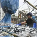 サンマ、豊漁すぎて1日で過去4年間の合計漁獲量を上回るｗｗｗｗ