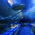 【朗報】しながわ水族館とかいう値段がチートの関東最強の水族館ｗｗｗｗｗｗｗ