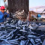 【朗報】漁師「助けて！サンマが去年の1890倍獲れて儲かりすぎちゃうの！！」ガチの豊漁かｗｗｗｗｗｗ