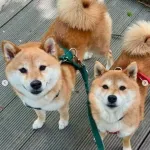 【悲報】人気YouTuber「豆柴福ちゃん富くん」、飼い主離婚で終了　涙の決断...2匹散り散り活動へ