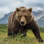 【疑問】ヒグマに連れ去られたらどうすれば生還できるん？