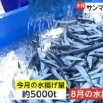 サンマ、獲れ過ぎて発泡スチロールの箱が無くなった為、休漁。