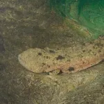 【衝撃】「実は日本にしかいません」←これで一番びびった生き物ｗｗｗｗｗｗｗｗｗｗｗｗｗｗｗｗ