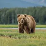 【疑問】ヒグマにタイマンで勝てる動物って日本におるんか？ｗｗｗｗｗｗｗｗｗｗｗｗｗｗｗｗ