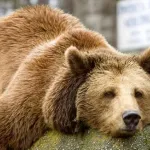 【疑問】クマって絶滅させちゃダメなん・・・・？