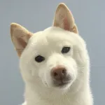 いいかい学生さん、柴犬を、白い柴犬を飼いなよ🥺