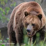 🐻📞「熊を殺すな！」🐻📞「かわいそうだと思わないのか！」