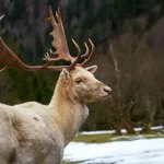 【動画】シカさん、デカすぎる・・・・・・・・・・・・・・・・・・・・・・・・