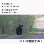【画像】子グマ「お腹空いた、山を降りて食べ物探さなきゃ…ねえ人間さん、僕は”害獣”なの？」