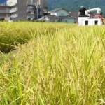 【悲報】米、余りまくる・・・・・