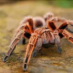 【悲報】生物系YouTuber平坂寛さん、アマゾンでタランチュラに咬まれた結果・・・・・・・・・・・・・