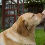 【驚愕】犬が顔を舐めてくる理由ｗｗｗｗｗｗｗｗｗｗｗｗｗｗｗｗ