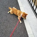 柴犬「言う事聞きません」←こいつを飼う理由