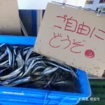 【朗報】秋刀魚、無料配布に
